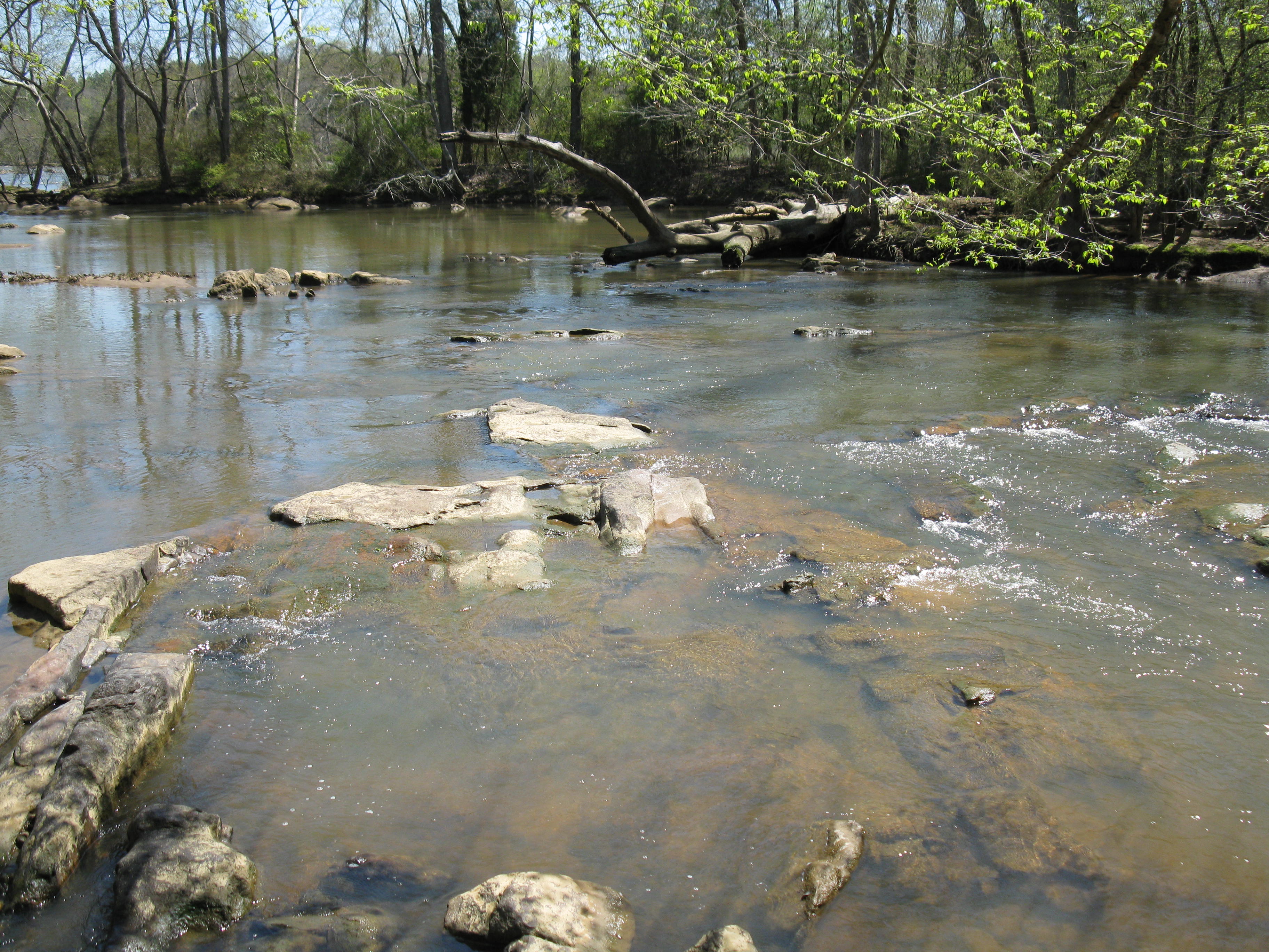 Figure 2. Close-up of diorite outcrops along the shore of the Catawba River at Landsford Canal State Park. The vegetation on the left bank of the channel is an island on a larger diorite protrusion. Flow at USGS gage # 02147020 was 3840 cubic feet per second (108 m3/s) on the date this picture was taken.